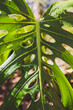 monstera deliciosa plant outdoor with droplets on its leaves, close-up shot at shallow depth of field