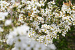 春の息吹、ユキヤナギの白い花が満開