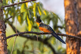 Fototapeta Las -   Chestnut-winged Cuckoo on the  tree branch.