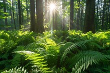 A Tranquil Forest With Sunlight Streaming Through The Canopy Into The Fern Beds.