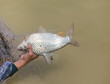 Fisherman hand holding Silver barb or Java barb (Barbonymus gonionotus) during fishing with netting in river