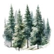 Watercolor illustration of a coniferous forest on a white background