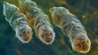 An image of three water bears ed together demonstrating their social behavior and tendency to form colonies.