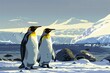 Penguins. Antarctica wildlife king penguins in realistic style cold environment decent vector illustrations