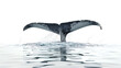 A whale tail flops out of  the water isolated on a transparent background