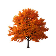 isolated sugar maple tree on a transparent background, png format