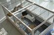 metal cage with rabbits