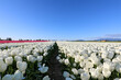 field of white tulips