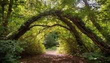 Natural Archway Shaped By Branches In The Forest