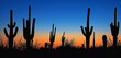 The rugged beauty of a desert landscape at twilight, with towering cacti silhouettes against a sky transitioning from deep blue to vibrant orange. 32k, full ultra hd, high resolution