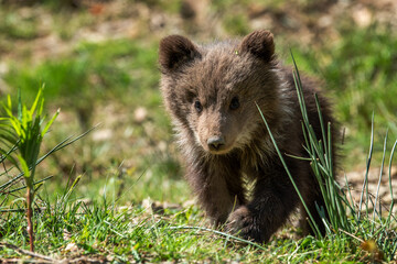 Wall Mural - small brown bear walking through grass covered field in forest