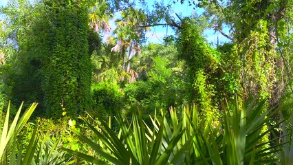 Sticker - Wild tropical nature with dense green rainforest. Florida jungles with palm trees and vegetation in southern USA