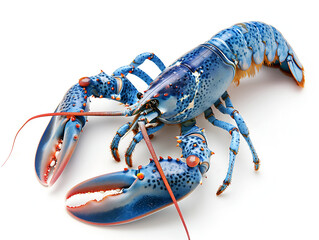 blue lobster isolated on white background