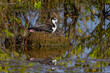 black-necked stilt sits on a nest in the wetlands at merritt island