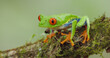 side view clip of red-eyed tree frog on a branch