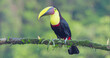 a yellow-throated toucan on a branch at boca tapada
