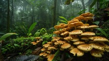 A Cluster Of Wild Mushrooms Thriving In A Lush Forest Setting, A Haven For Biodiversity