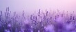 Gentle lavender field impression, minimalist aesthetic