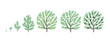 Olive tree growth stages. Vector illustration. Ripening period progression. Life cycle animation plant seedling.