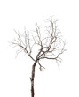 Leafless tree isolated on transparent background. PNG File Format