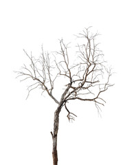 Wall Mural - leafless tree isolated on transparent background. png file format