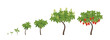 Mango growth stages. Ripening period progression. Life cycle animation plant seedling. Vector illustration.