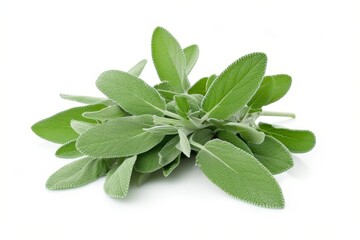 Wall Mural - Sage herb on white background