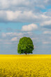 A lone tree in a field of yellow oilseed rape. Mobile phone and tablet wallpaper. Beautiful spring landscape. 