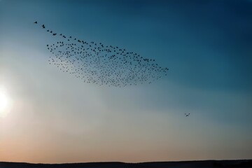 'animal wildlife blue flock background bird flying sky fly pigeon dove beak limb cage wing nature flight natural graphic swallow bluebird collection silhouette humming black set icon signs wild life'