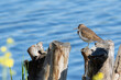 Common sandpiper, Actitis hypoleucos. A bird sits on a wooden post on the bank of the river