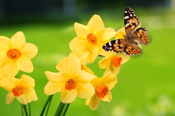 Wall Mural - Beautiful colored butterfly sitting on flower