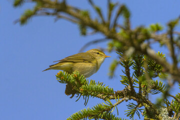 Poster - A Willow Warbler sitting on a twig