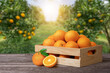 Orange fruit in wooden box on wooden table with oranges tree in garden blur background.