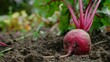 Gathering crops, such as a newly harvested beet from the ground.