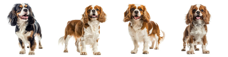 Wall Mural - Dog PNG set - standing photo of happy Cavalier King Charles Spaniel isolated transparent background