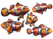 Drawing of different clown fish isolated on a white background. Watercolor drawing of underwater creatures.
