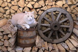 Fototapeta Koty - In a barn a ginger cat sits on a wooden barrel next to an old wagon wheel that are amidst a woodpile of chopped birch firewood. 