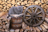 Fototapeta Koty - In a barn a grey cat sits on a wooden barrel next to an old wagon wheel that are amidst a woodpile of chopped birch firewood.