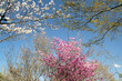 花シリーズ：青空とツツジと桜