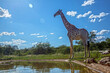 Giraffe standing at waterhole in backlit in Kruger National park, South Africa ; Specie Giraffa camelopardalis family of Giraffidae