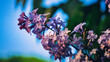Flieder - Ecology - Frühling - Springtime- Spring - Background - Concept - Blooming - Flower - Bloom - Green - Wonderful - High quality photo