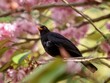 Blackbird Perched Among Spring Blossom 