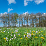 Fototapeta Konie - dandelions and pentecost flowers in green grassy spring meadow near utrecht in the netherlands