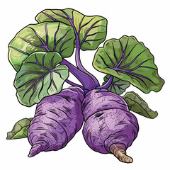 Illustration of a bouquet of purple cauliflower with leaves.
