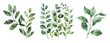 © Narin - Watercolor set of various green leaves. Green twigs watercolor png. Vector illustration.