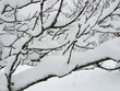 frozen branches in garden under white snow - closeup
