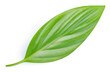 Green leaf isolated. Green leaves on white background with clipping path