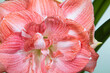 Amaryllis variety Beautiful Emotion. Double amaryllis flowers. Hippeastrum. Flower of Holland. Hippeastrum grade Beautiful Emotion. Amaryllidaceae. Dutch flowers. Pink floral background