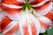 Red and white amaryllis flowers. Hippeastrum. Flower of Holland. Amaryllis variety Super Star. Hippeastrum grade Super Star. Amaryllidaceae. Dutch flowers. Striped floral background