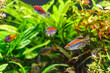 A green beautiful planted tropical freshwater aquarium with fishes.A Congo tetra, Phenacogrammus interruptus, with water plants.